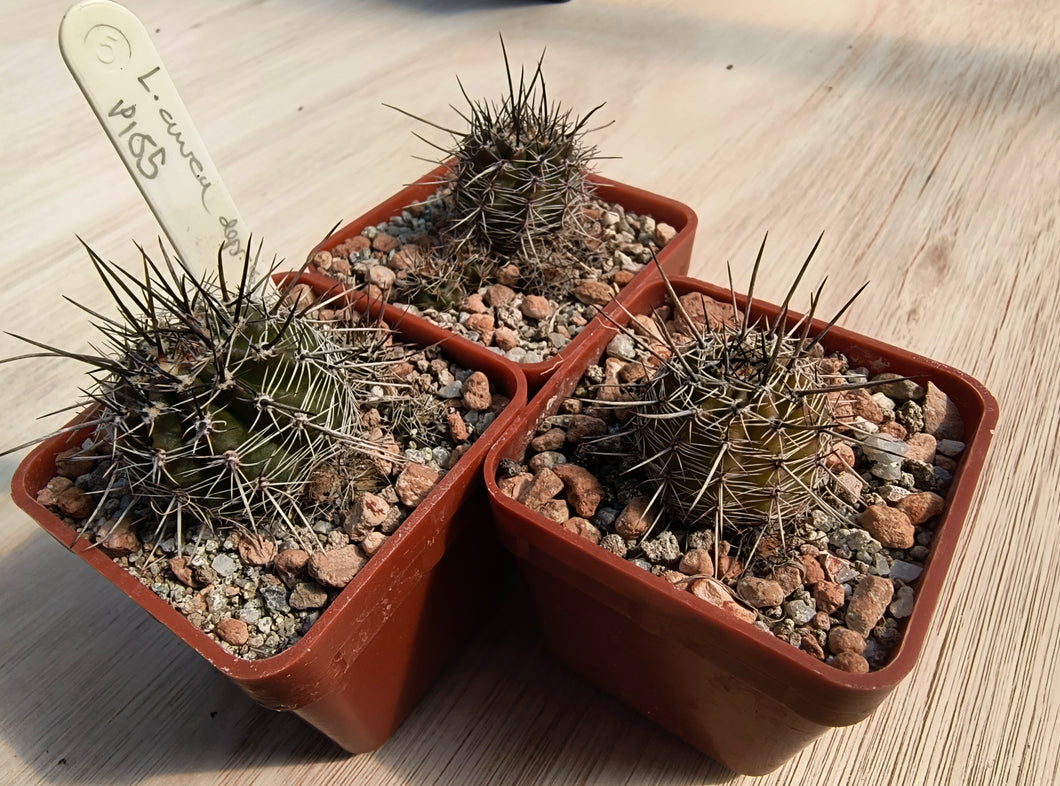 Lobivia aurea depressicostata P185