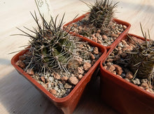 Lobivia aurea depressicostata P185