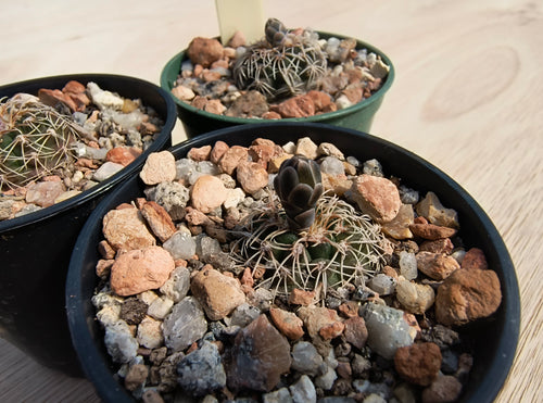 Gymnocalycium stellatum CH943