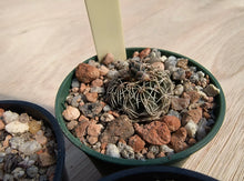 Gymnocalycium stellatum CH943