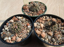 Gymnocalycium stellatum CH943