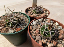 Gymnocalycium castellanosii ssp. ferocius VoS858