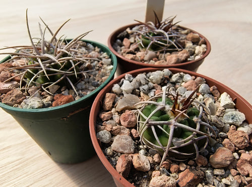 Gymnocalycium castellanosii ssp. ferocius VoS858