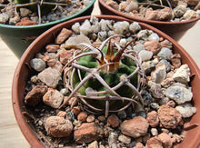Gymnocalycium castellanosii ssp. ferocius VoS858