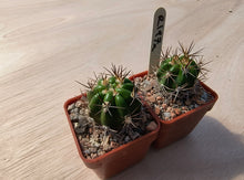 Lobivia caineana v.albiflora R197a