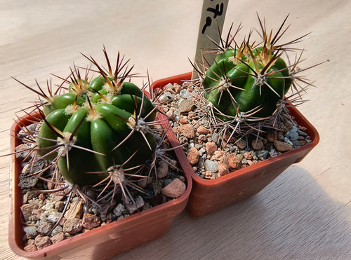 Lobivia caineana v.albiflora R197a