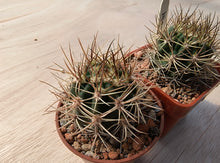 Lobivia lateritia KK1351