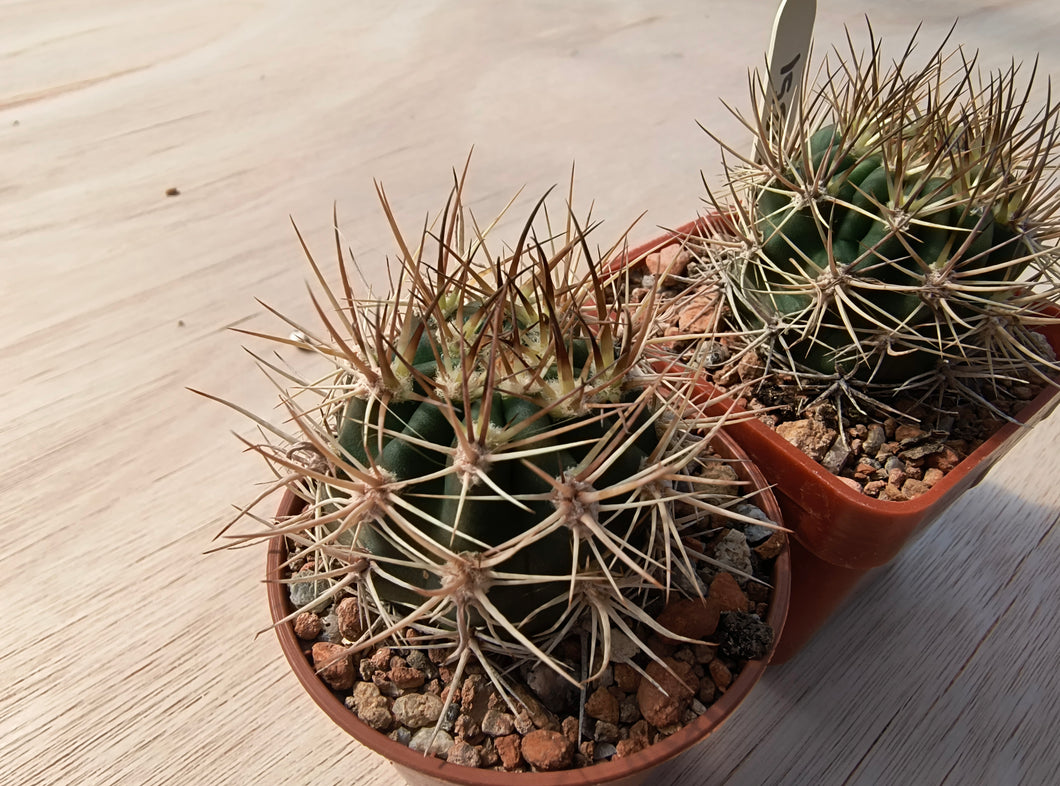 Lobivia lateritia KK1351