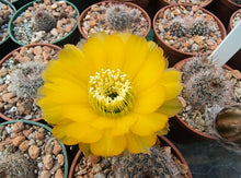 Lobivia densispina R30