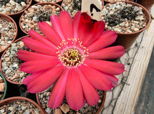 Lobivia haematantha P238