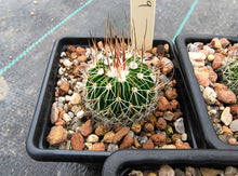Stenocactus multicostatus roseiflorus PP819