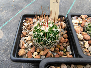 Stenocactus multicostatus roseiflorus PP819