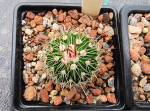 Stenocactus multicostatus roseiflorus PP819