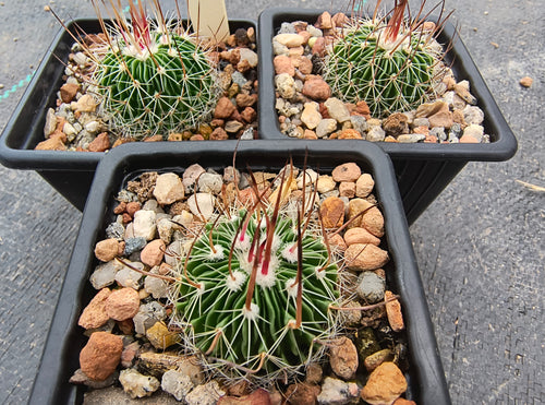 Stenocactus multicostatus roseiflorus PP819