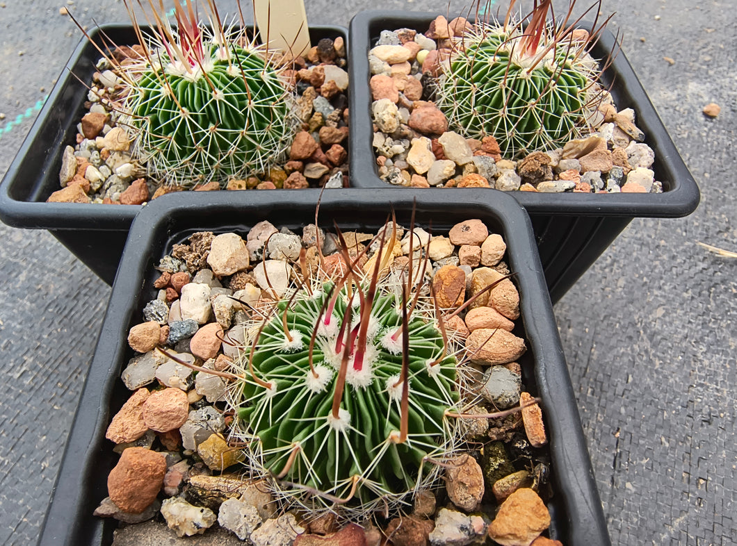 Stenocactus multicostatus roseiflorus PP819