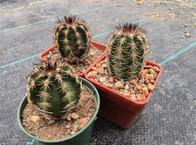Echinocereus pamanesiorum v. bonatzii 'La China'