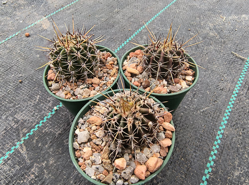 Lobivia aurea v. luteiflora R711d