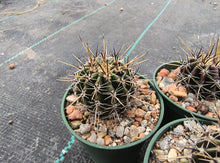 Lobivia aurea v. luteiflora R711d