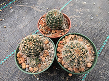 Lobivia densispina v. kreuzingeri R27