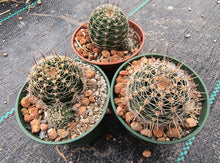 Lobivia densispina v. kreuzingeri R27