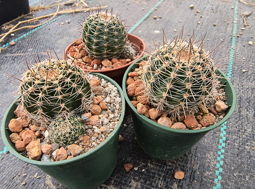 Lobivia densispina v. kreuzingeri R27