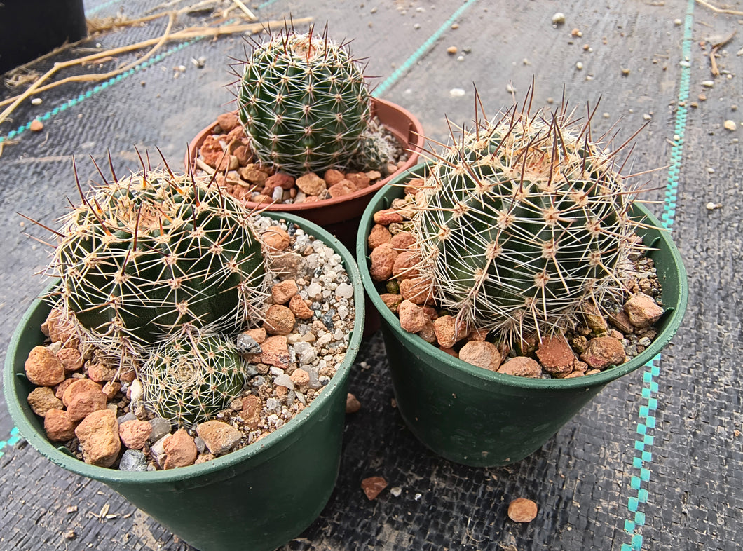 Lobivia densispina v. kreuzingeri R27