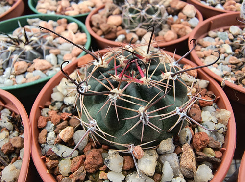 Lobivia haematantha P238