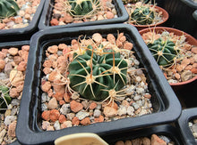 Lobivia cardenasiana SE74