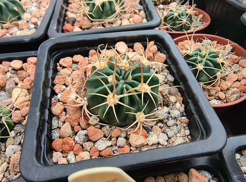 Lobivia cardenasiana SE74