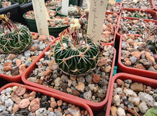 Stenocactus tricuspidatus