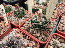Stenocactus tricuspidatus