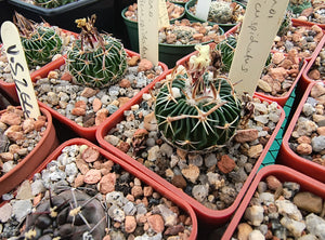 Stenocactus tricuspidatus