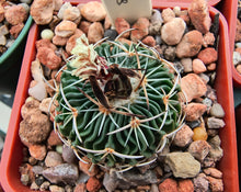 Stenocactus tricuspidatus