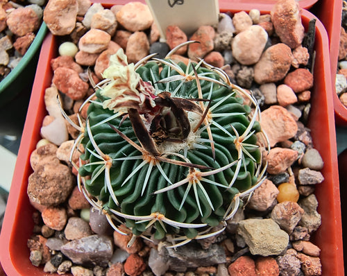 Stenocactus tricuspidatus