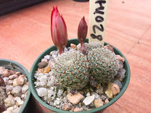 Aylostera theresae RH1028