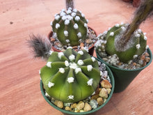 Echinopsis subdenudata