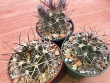 Acanthocalycium thionanthum LF43