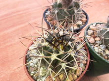 Acanthocalycium thionanthum LF43