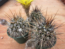 Lobivia aurea DJF389