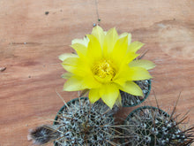 Lobivia aurea DJF389