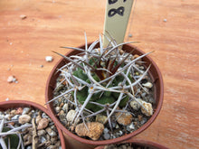 Gymnocalycium castellanosii ssp. ferocius VoS858