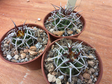 Gymnocalycium castellanosii ssp. ferocius VoS858