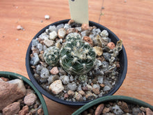 Gymnocalycium bruchii f.elegans VS 643