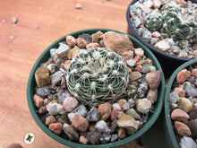 Gymnocalycium bruchii f.elegans VS 643