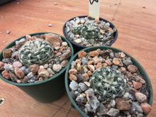 Gymnocalycium bruchii f.elegans VS 643