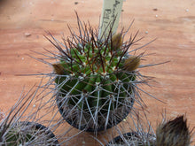 Acanthocalycium sp. P91
