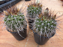 Acanthocalycium sp. P91
