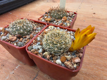 Sulcorebutia arenacea v.kamiensis HS188