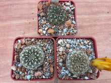 Sulcorebutia arenacea v.kamiensis HS188