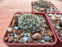Sulcorebutia arenacea v.kamiensis HS188